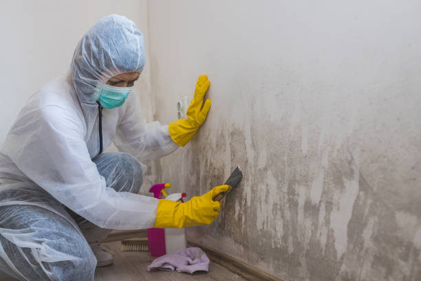 Best Post-Flood Mold Remediation in Wellington, KS