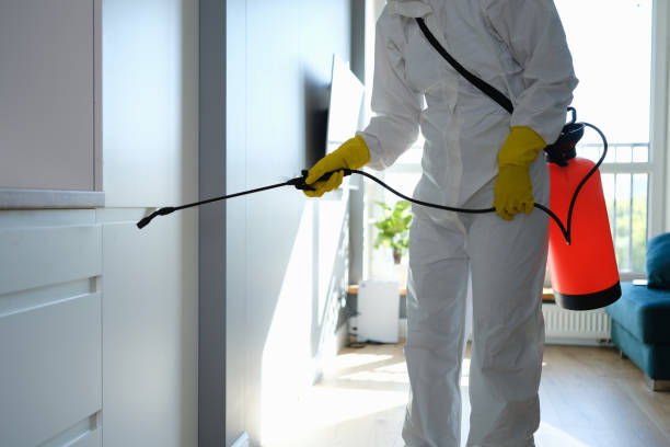 Best White Mold Remediation in Wellington, KS