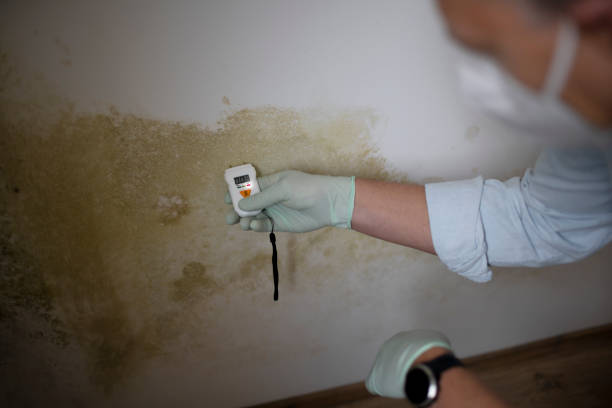 Best Residential Mold Remediation in Wellington, KS