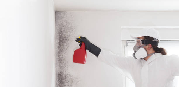 Best Mold Testing and Inspection Services in Wellington, KS