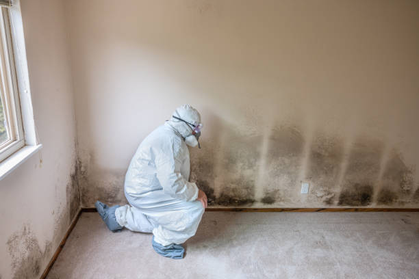 Best DIY Mold Remediation Support Services in Wellington, KS